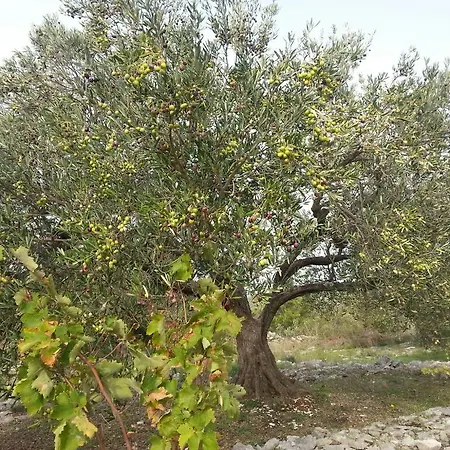 Rosi Primošten